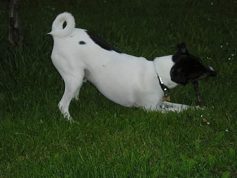 Dansk svensk gaardhund Olfert - Olfert har fundet en pind der skal leges med billede 5