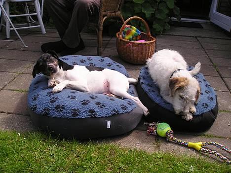 Dansk svensk gaardhund Olfert - Her er jeg sammen med min "morgenveninde" Sirka, som jeg går tur med hver morgen i mosen og skoven billede 6