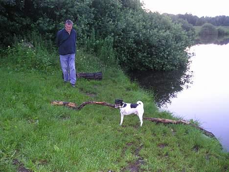 Dansk svensk gaardhund Olfert - Her er jeg på en aftentur sammen med min "menneskefar" Peer billede 7