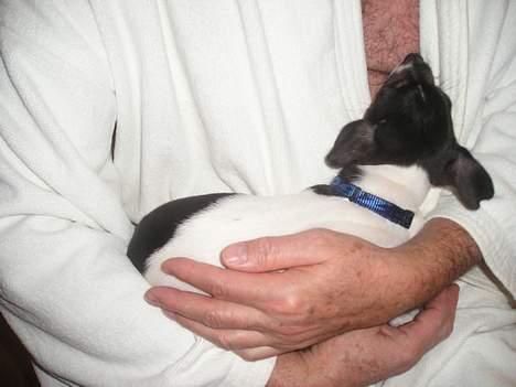 Dansk svensk gaardhund Olfert - Her er jeg en lille hundehvalp på 2 måneder, som lige er flyttet ind hos mine nye menneskeforældre billede 8