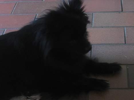 Kleinspitz Hot Sweet Black Bear - Den sorte skygge! billede 10