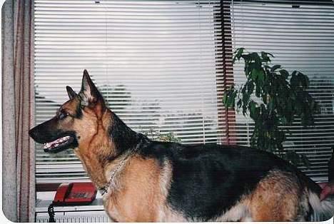 Schæferhund Buster *R.I.P.* billede 1