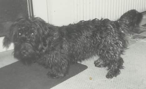 Blanding af racer Bea billede 2