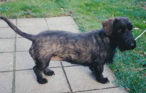 Blanding af racer Bea - nytrimmede Bea billede 5