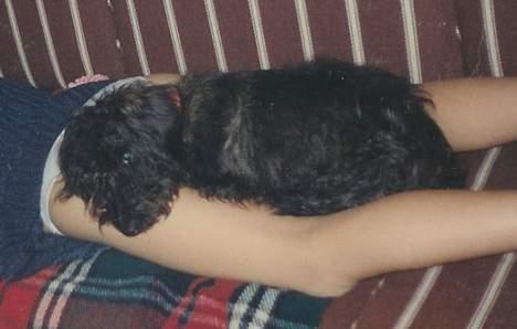 Blanding af racer Bea - Det bedste sted man kan sove... billede 6