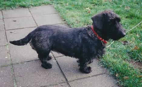 Blanding af racer Bea - Bea i haven billede 7