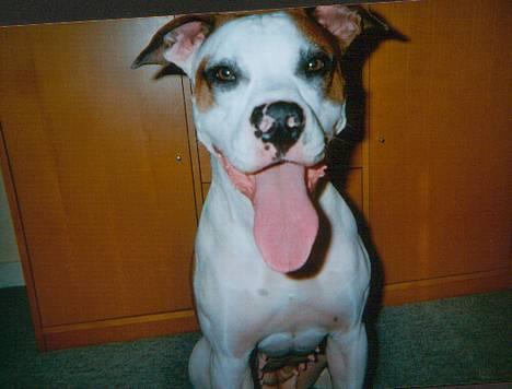 Blanding af racer *Bella*(Mus). R.I.P - Smil til fotografen!!! billede 1