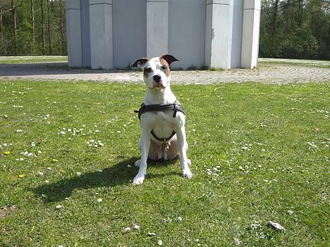 Blanding af racer *Bella*(Mus). R.I.P - Her sidder jeg så lige...."NYT" billede 2