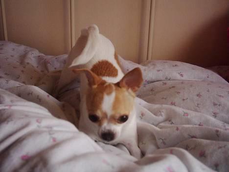 Chihuahua Dyrlægegårdens Puk - Puk ved far! billede 1