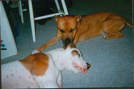 Blanding af racer *Bella*(Mus). R.I.P - Her er hun med sin kæreste Brown hunts wrestler som er efter Cedars silent legacy og korsagerhusets assi. billede 3