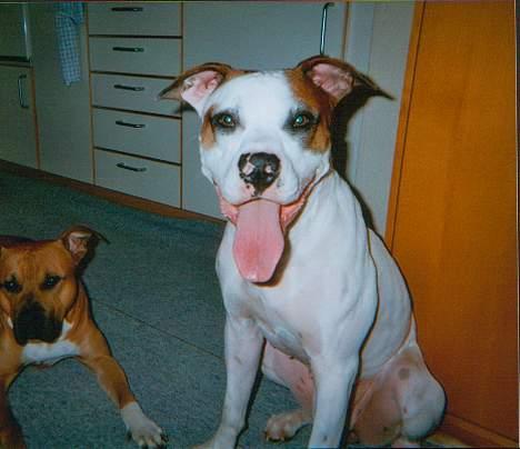 Blanding af racer *Bella*(Mus). R.I.P - Her er de 2 grimme hunde igen kenzo slapper af som han plejer og bella rækker tunge som hun er ret god til!! billede 4