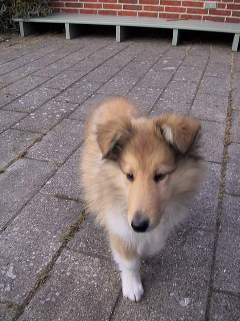 Collie langhåret Platon - Her er jeg kun en lille hvalp. Hva´ er det for en tingest du har i hånden??? billede 8