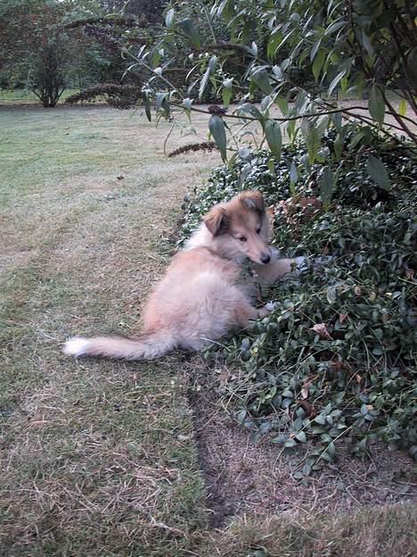 Collie langhåret Platon - Nej, hvordan kunne du tro, jeg gnavede i planterne?! Jeg snuser bare til dem... billede 9