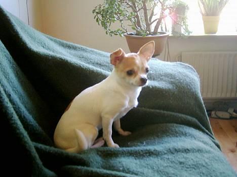 Chihuahua Dyrlægegårdens Puk - Lille Puk.... billede 2