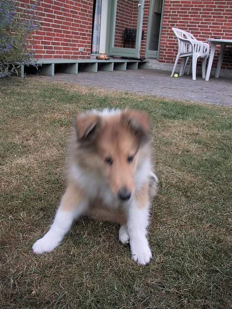 Collie langhåret Platon - Det kan godt være svært at rejse sig, når man er hvalp og lidt klodset:-) billede 10
