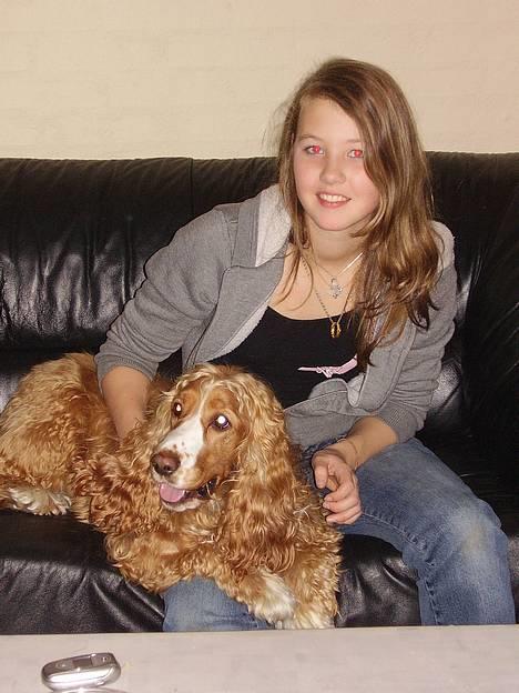 Cocker spaniel Harley - HiiV Ohøj! billede 1