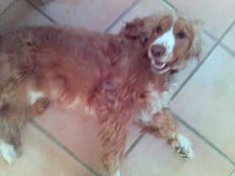 Cocker spaniel Harley - Nej nej! billede 2