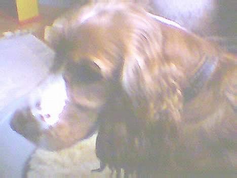 Cocker spaniel Harley billede 3
