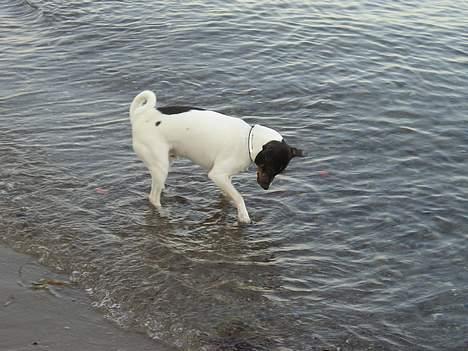 Dansk svensk gaardhund Olfert - Vandet er godt nok lidt koldt i dag billede 9