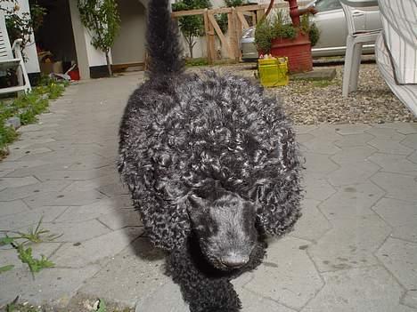 Mellempuddel Liva billede 3