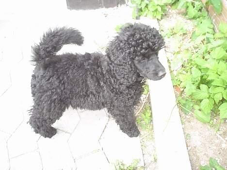 Mellempuddel Liva billede 5