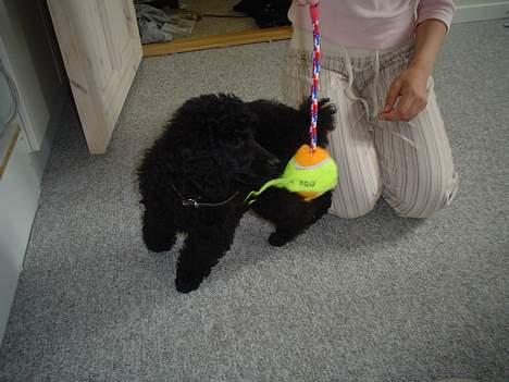 Mellempuddel Liva billede 6