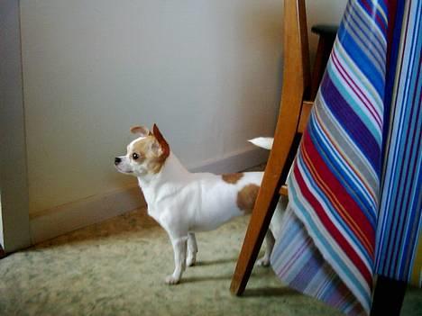 Chihuahua Dyrlægegårdens Puk billede 3