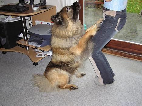 Eurasier  Navn:  Mabuh Euros Niko - Se mig se mig!!!! billede 10