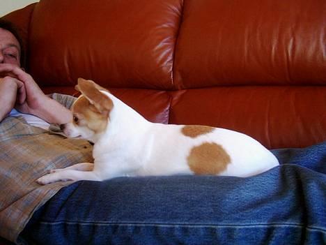 Chihuahua Dyrlægegårdens Puk - Livet er skønt når man slapper af foran tv´et! billede 4
