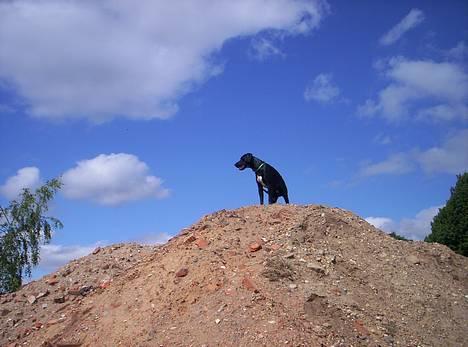 Blanding af racer balder - Balder har lige bestiget et bjerg :-D billede 1