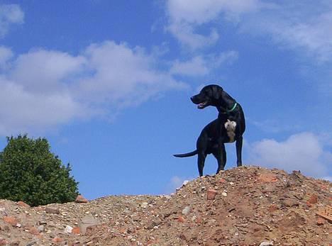 Blanding af racer balder - ballebobs billede 2