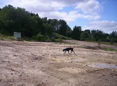 Blanding af racer balder - løbe løbe løbe billede 3