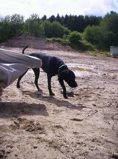 Blanding af racer balder - Balder billede 4