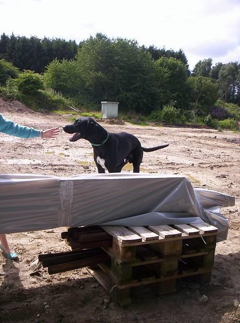 Blanding af racer balder billede 5