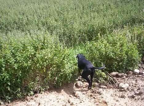 Blanding af racer balder - så...ud og lede efter pinden her i marken billede 6