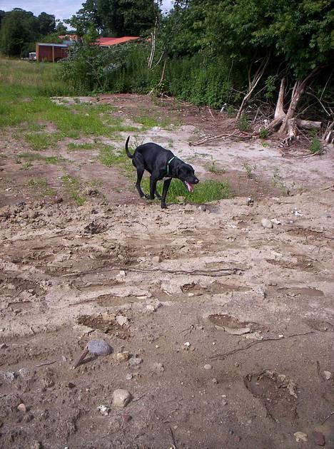 Blanding af racer balder - hopla....ja han kan godt springe billede 7