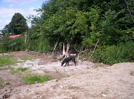 Blanding af racer balder billede 9