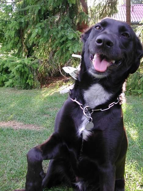 Blanding af racer Sara - Sara kan også lave mærkelige ansigter!!! billede 7