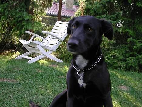 Blanding af racer Sara - Ser hun ikke bare sød ud... billede 8