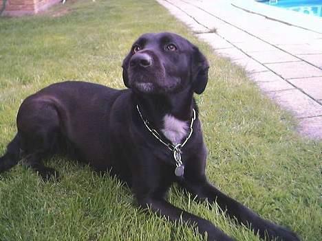 Blanding af racer Sara - Søde Sara billede 9