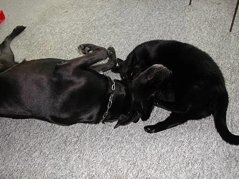 Blanding af racer Sara - Sara og min kat Oliver i vild leg på gulvet:) billede 10