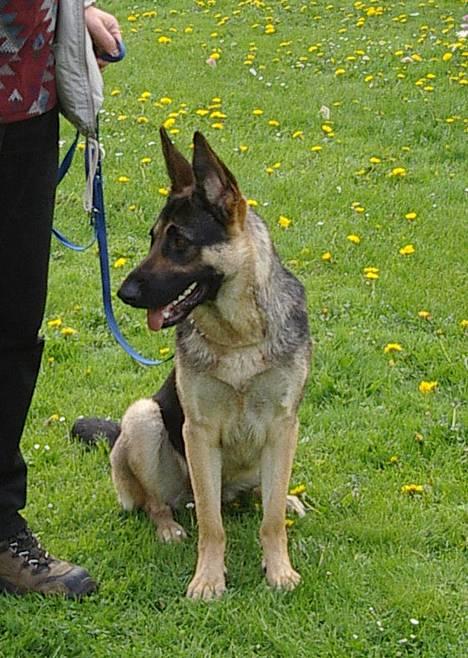 Schæferhund Milla - how - hvad sker der? billede 4