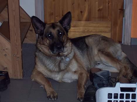 Schæferhund Bjørn * aflivet :'/ * - Hmm.. Kan man nu ikke ligge i fred :/ billede 9