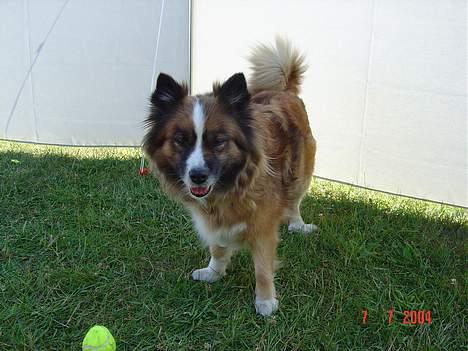 Islandsk fårehund Eyja billede 5