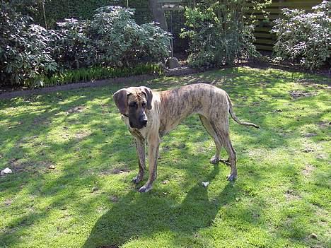 Grand danois Chanél - Et helt almindeligt billede.. billede 1