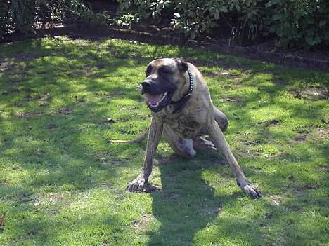 Grand danois Chanél - Chanél der leger.. billede 2