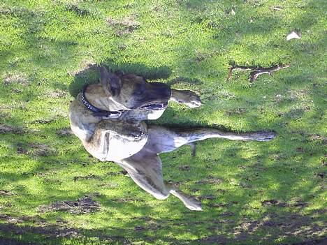 Grand danois Chanél - Weee...! Chanél slår koldbøtter.. billede 3