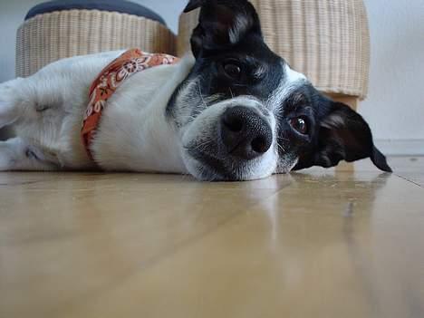 Dansk svensk gaardhund Bimmer billede 1
