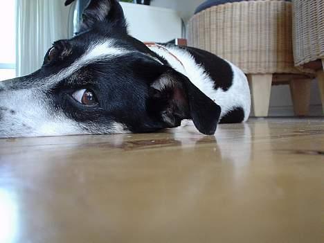 Dansk svensk gaardhund Bimmer - Læg mærke til det hvide på hans hoved, det ligner et hjerte. billede 2