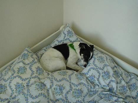 Dansk svensk gaardhund Bimmer - Der er han lidt træt. billede 3